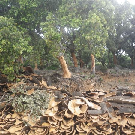 Corcho = Cork. Parque Natural Los Alcornocales