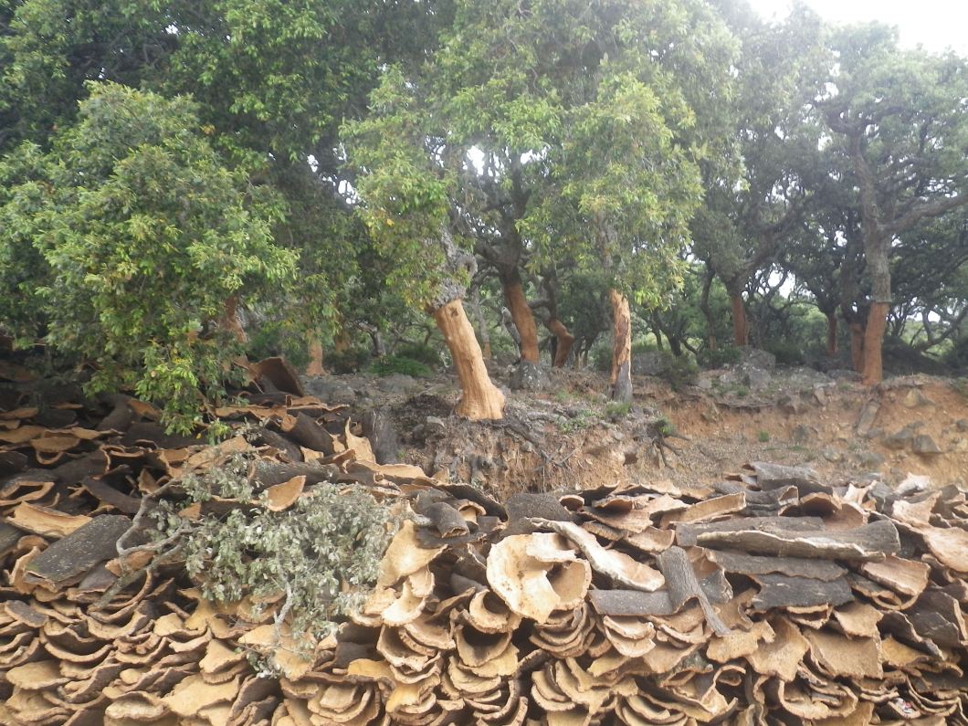 Corcho = Cork. Parque Natural Los Alcornocales
