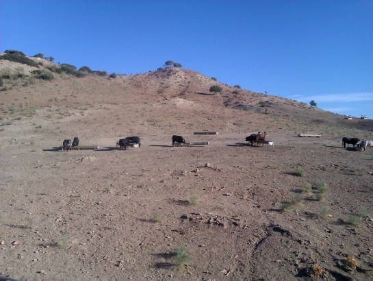 Toro Bravo, they are big!