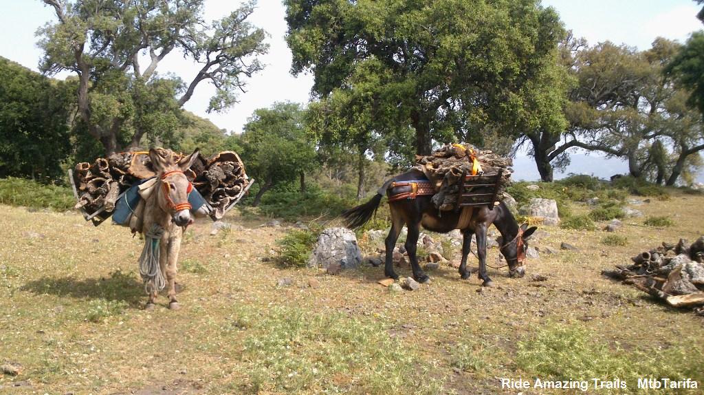 Hard Working Donkey´s