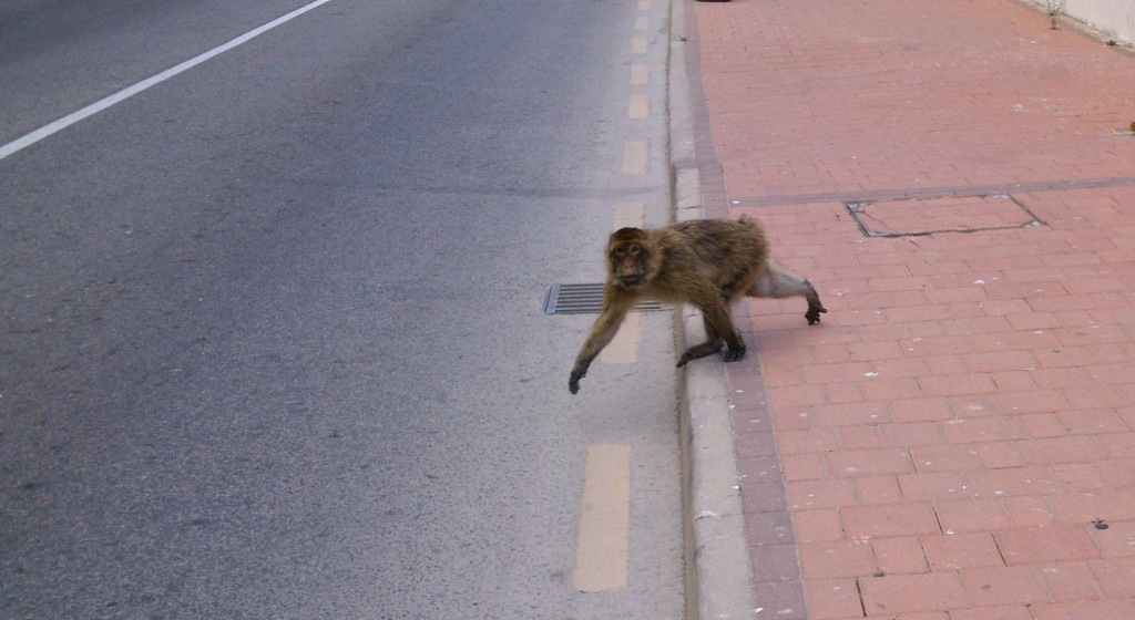 Watch out! Stop! Gibraltar Monkey cross the road.