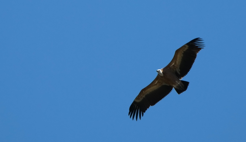 En la lente. Foto de Mark Rus.