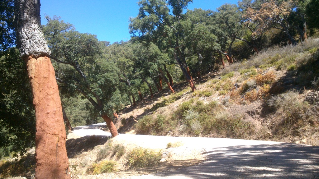 Los Alcornocales Naturaleza Salvaje