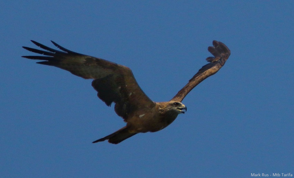 Vultures can be seen during the Mtb route. Photo Mark Rus