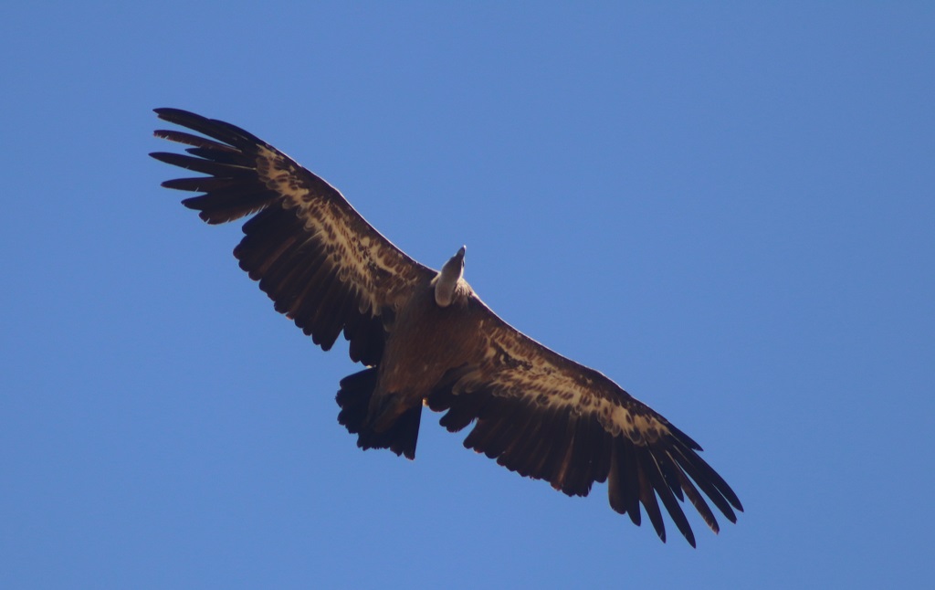 Photograph Vultures during the bird biking tour in Tarifa